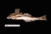 Prionotus carolinus, Northern sea robin, from SEAMAP collections